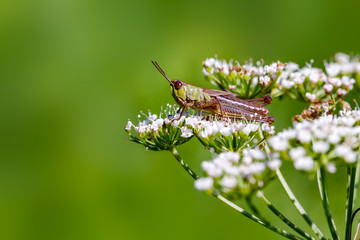 Grasshopper.
