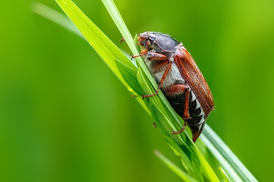 May Back Insect May-Bug Images – Browse 1,911 Stock Photos, Vectors, and Video | Adobe ...