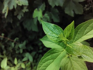 Plant with beauty green leafs
