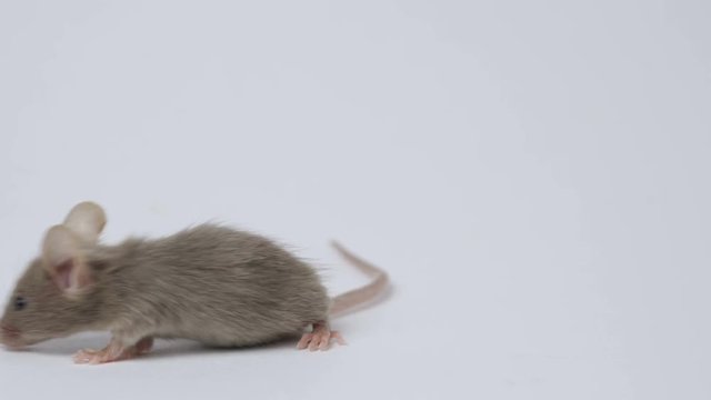 cute little mouse on a white background