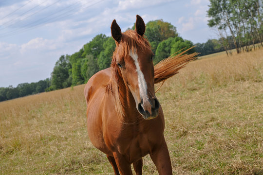 braunes Pferd auf Koppel Araber Quarterhorse