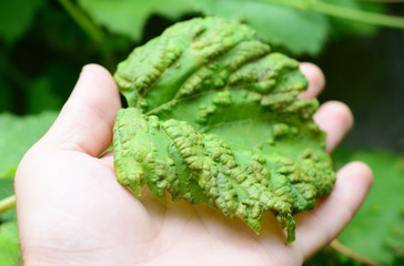 Naklejka na ściany i meble Gardener hold in hand grapevine leaf with downy mildew (Plasmopara vitikola) disease . Grapevine diseases.