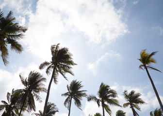 Fototapeta na wymiar Coconut Palm Trees Summer Sunny Sky