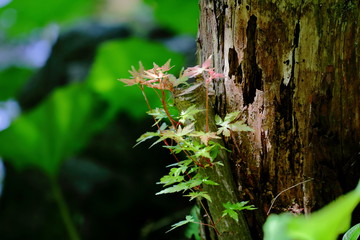 切り株に葉