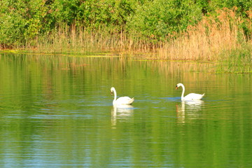 Swans couple on the lake
