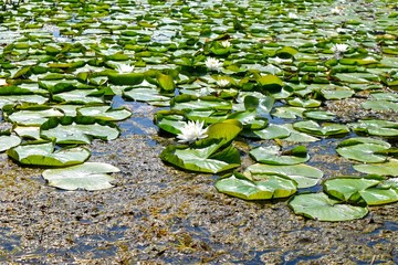 lily pads with flower and seaweed on surface of water