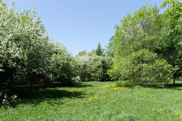 Small meadow with green grass and trees in a park on sunny day