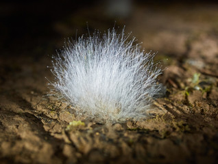 White cave mold closeup