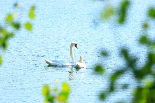 Swans couple on the lake