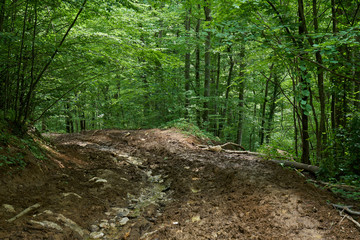 Obraz premium Trail in the forest