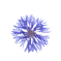 flowers of knapweed on a white background