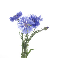 Fototapeta premium flowers of knapweed on a white background