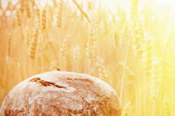 Loaves of fresh baked against wheat field in sunlight.