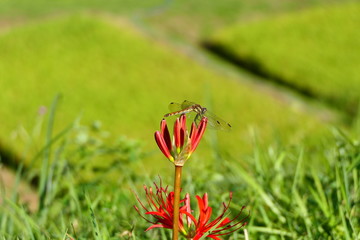 山吹棚田の彼岸花とアキアカネ。日本の棚田百選。大東　一関　岩手　日本。９月中旬。