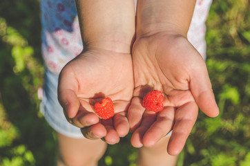 the child collects in a can and eat, raspberries