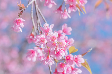 Fototapeta premium Abstract flower of spring pink cherry blossoms tree on sweet color background.