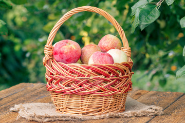 Just picked apples in a wicker basket on wooden boards