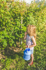 the child collects in a can and eat, raspberries