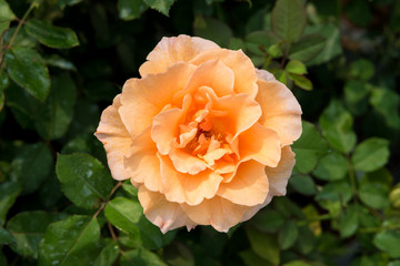 Orange rose flower in the garden, beautiful flower close up.