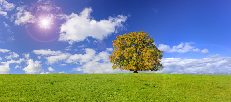 Große alte Buche als Einzelbaum im Herbst in Bayern