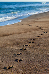Single pair of footsteps on a pristine empty beach leading from the water