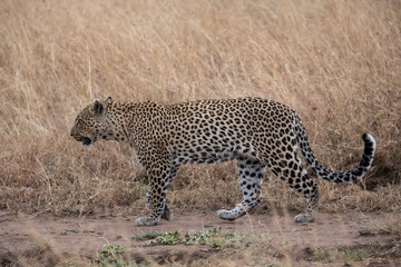Leopard (Panthera pardus) 