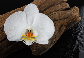 An orchid (Phalaenopsis) flower on a snag