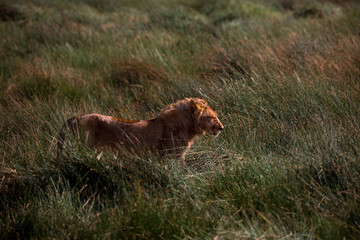 Löwe (Panthera leo)