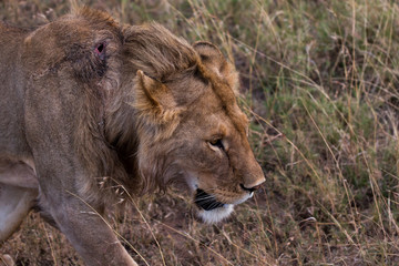 Löwe (Panthera leo)