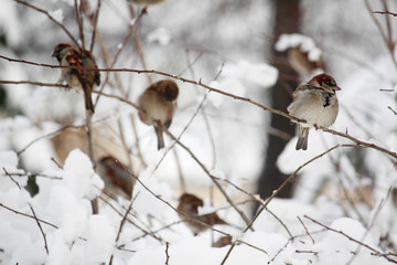 Sparrows in a park during winter season, Moscow