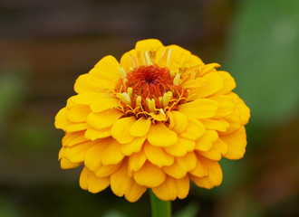 Bright yellow zinnia flower macro