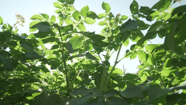 High potato bushes with flowers grow in garden stock footage video