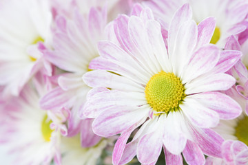 Close up photograph of pretty pink and white daisies with yellow centers