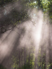Pink mist with rays of sunlight in a summer forest