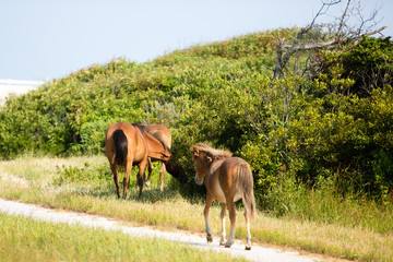 wild horses grazing on beach path