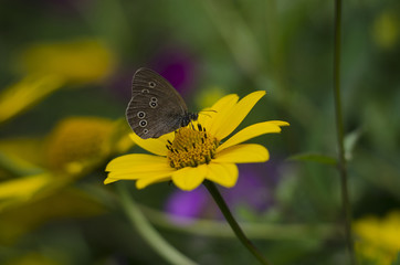 Aphantopus hyperantus butterfly sitting on the yellow flowers of sunflower aster family, Chrysopsis known as golden asters or Heterotheca villosa, macro close up selective focus.