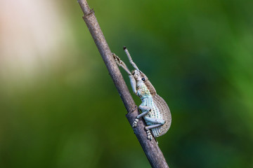 The brown weevil on the branch.