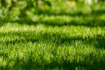 Fototapeta na wymiar Freshly mowed lawn in the sunlight