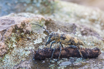 Stem-boring grub, Gahan, Coleoptera, Cerambycidae, on the timber and rock.