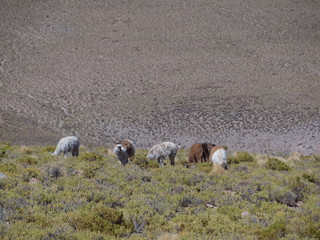 Lama/Llama at the marshlands of the Bolivian altiplano near the Uyuni Salt Flat (Salar de Uyuni), Bolivia, South America