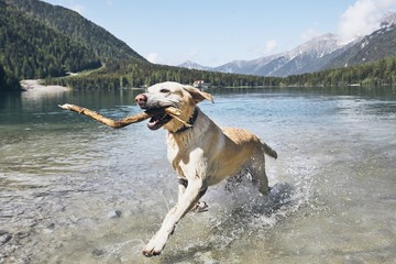 Happy dog in mountains