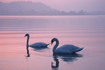 Fototapeta premium Two swans in the lake early in the morning