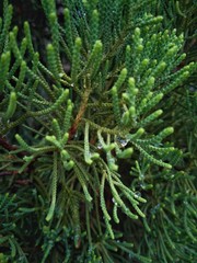 Green leaves pattern​ background.
