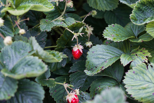 Summer strawberries on a branch