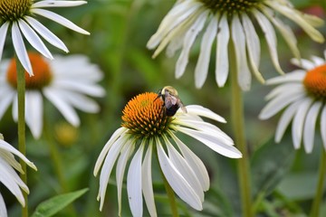 Obraz premium daisy and bumble bee