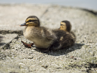 little mallard chick walks towards the pond