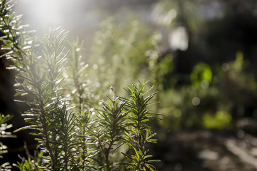 Plantación de romero en un pequeño jardín. (Rosmarinus officinalis)