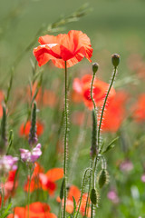 Red poppy in front of blurred meadow