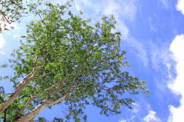 Fototapeta premium Fresh green trees and blue sky and clouds