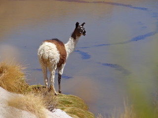 Fototapeta premium Lama/Llama at the marshlands of the Bolivian altiplano near the Uyuni Salt Flat (Salar de Uyuni), Bolivia, South America